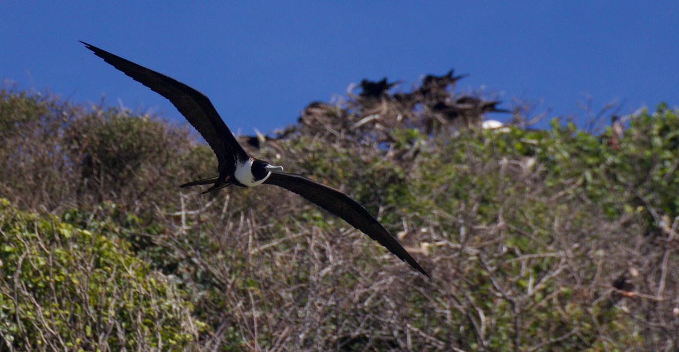 Frigatebird, Magnificent23