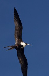 Frigatebird, Magnificent24