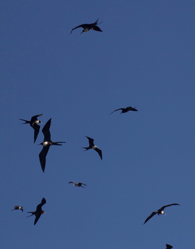 Frigatebird, Magnificent25