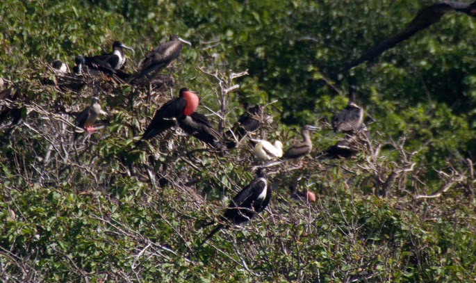 Frigatebird, Magnificent26