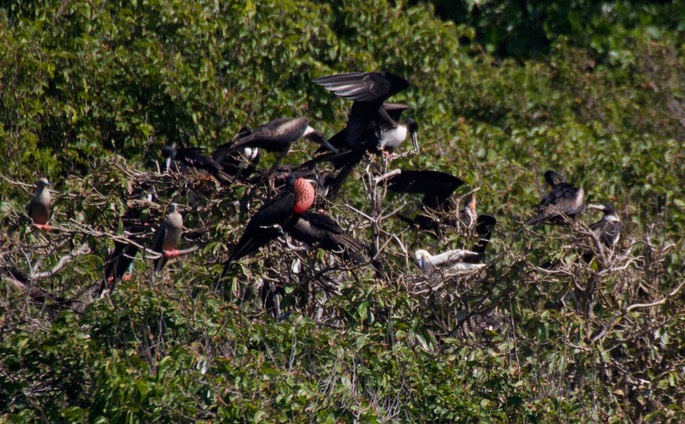 Frigatebird, Magnificent27