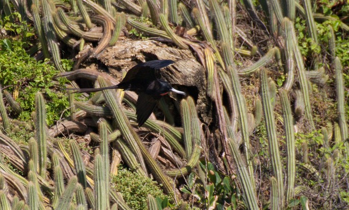 Frigatebird, Magnificent28