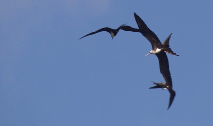 Frigatebird, Magnificent3