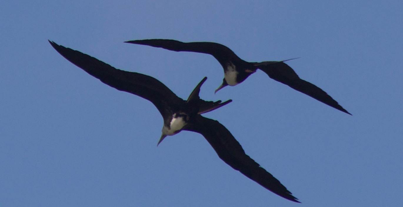 Frigatebird, Magnificent4