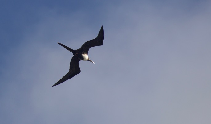 Frigatebird, Magnificent5