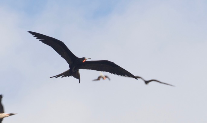 Frigatebird, Magnificent6