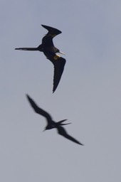 Frigatebird, Magnificent7