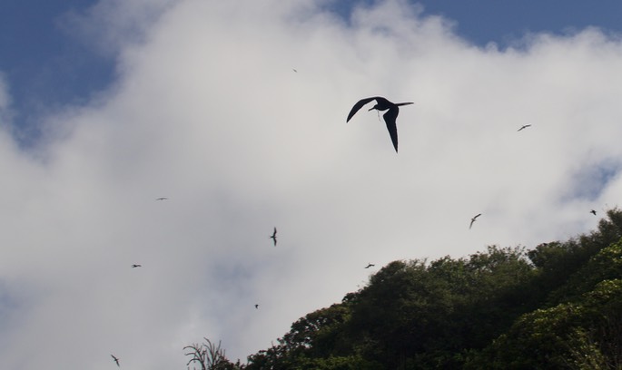 Frigatebird, Magnificent8