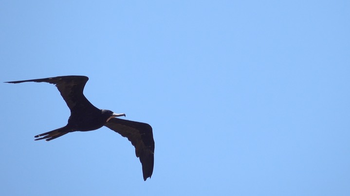 Frigatebird, Magnificent (Colombia) 1