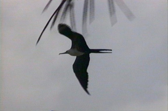 Frigatebird, Magnificent