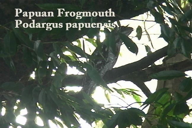 Frogmouth, Papuan 1