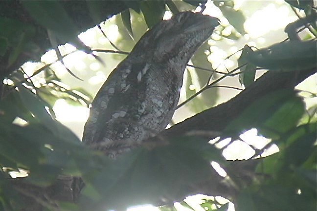 Frogmouth, Papuan 2