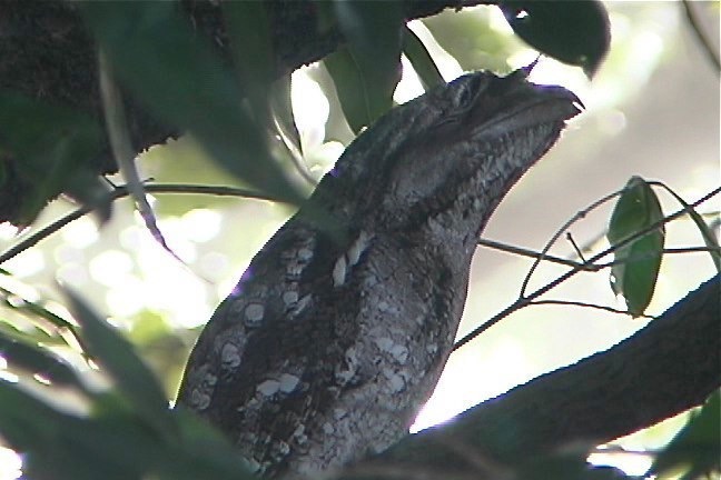 Frogmouth, Papuan 3