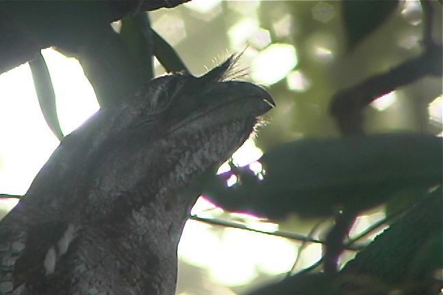 Frogmouth, Papuan 4