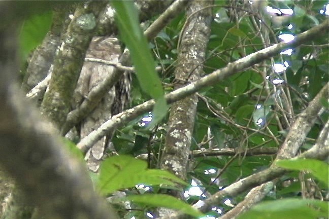 Frogmouth, Papuan 5