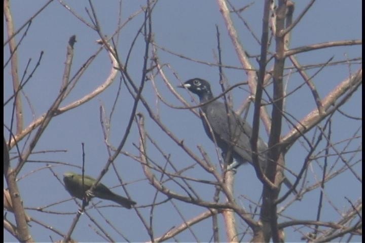 Fruitcrow, Bare-necked