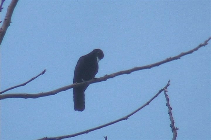 Fruitcrow, Purple-throated 1