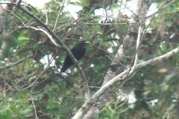 Fruitcrow, Purple-throated 2