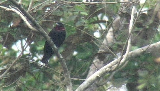 Fruitcrow, Purple-throated 3