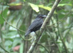 Fruitcrow, Purple-throated rio 3