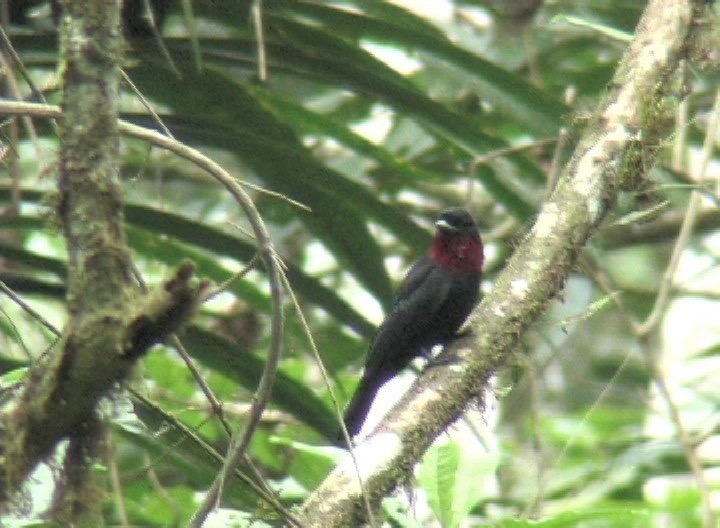 Fruitcrow, Purple-throated rio 1