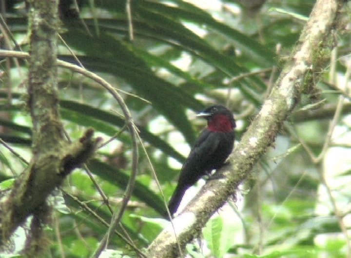 Fruitcrow, Purple-throated rio 2