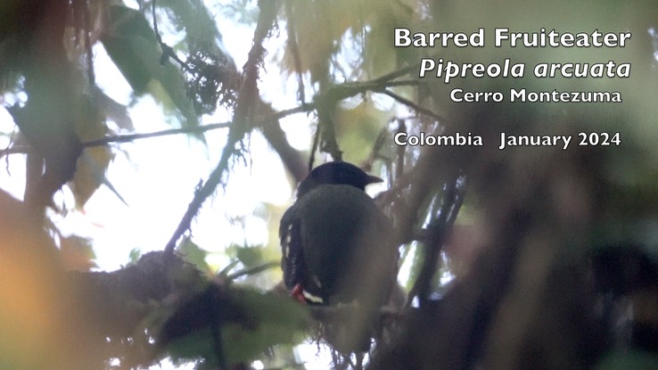 Fruiteater, Barred (Cerro Montezuma, Colombia)