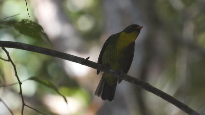 Fruiteater, Golden-breasted (Colombia) 2