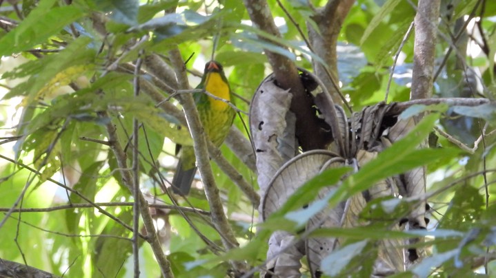 Fruiteater, Golden-breasted (Colombia) 1