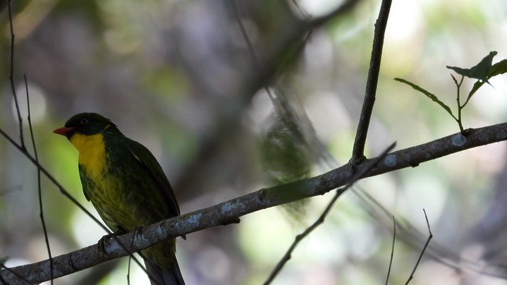 Fruiteater, Golden-breasted (Colombia) 6