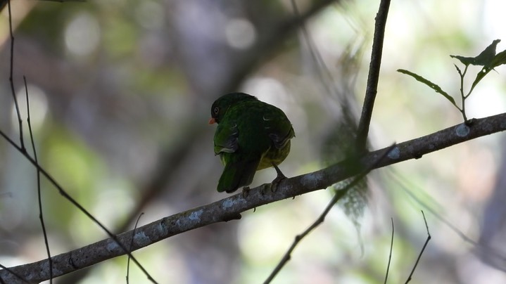 Fruiteater, Golden-breasted (Colombia) 4