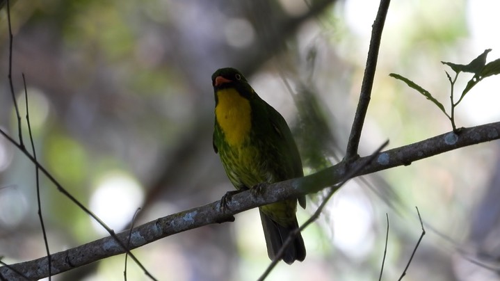 Fruiteater, Golden-breasted (Colombia) 5