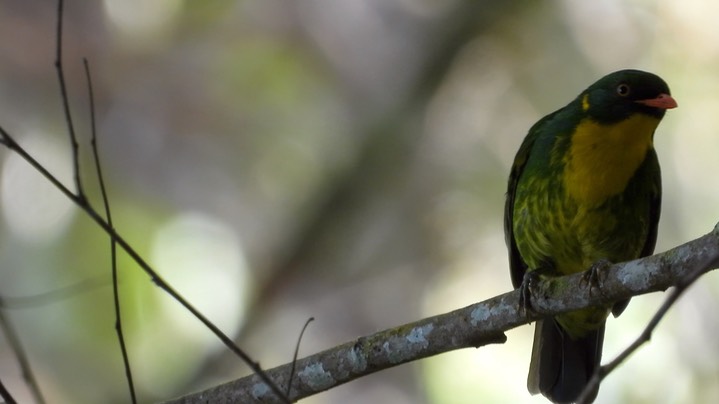 Fruiteater, Golden-breasted (Colombia) 3