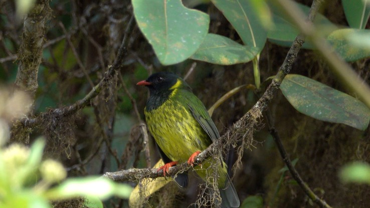 Fruiteater, Green-and-Black (Cerro Montezuma, Colombia) 3