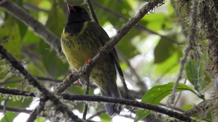 Fruiteater, Green-and-Black (Cerro Montezuma, Colombia) 1