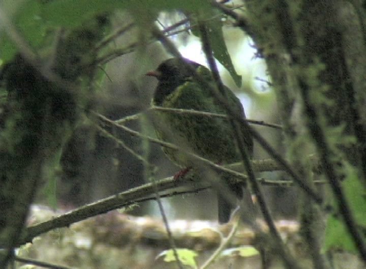 Fruiteater, Green-and-black 1