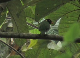 Fruiteater, Orange-breasted 1