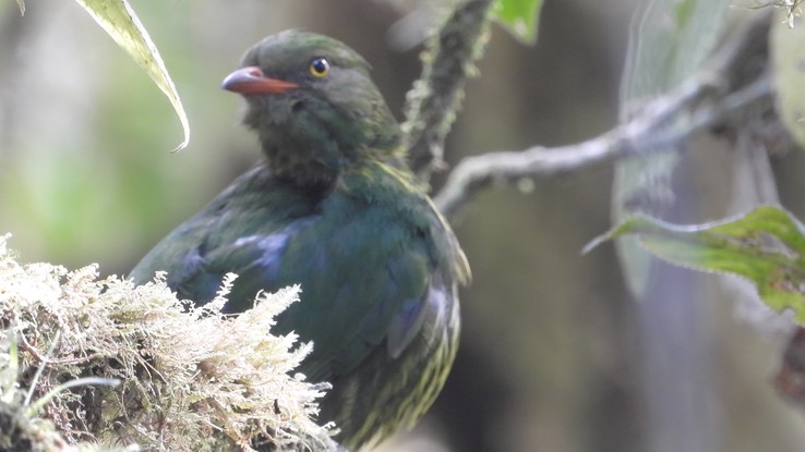 Fruiteater, Orange-breasted (Cerro Montezuma, Colombia)