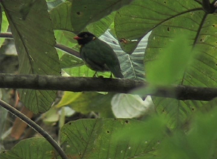 Fruiteater, Orange-breasted 2