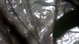 Fruiteater, Scaled (Cerro Montezuma, Colombia)