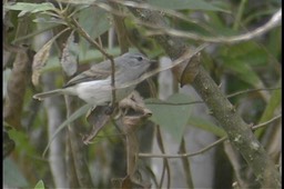 Fuscous Flycatcher 6