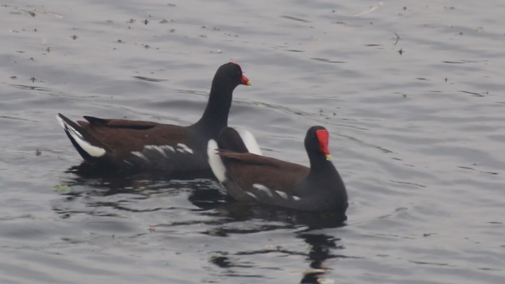 Gallinule, Common 1