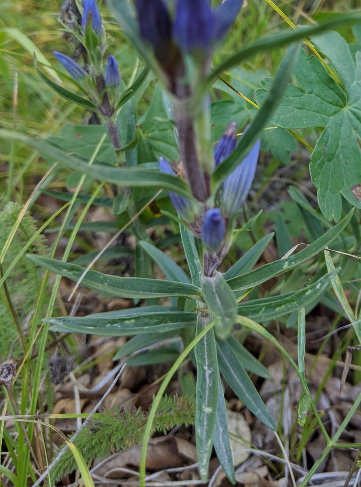 Gentian by Hallgarth basal leaves (1)