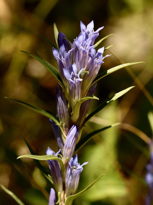 gentian