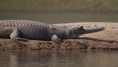 Gharial, Gavialis gangeticus3e