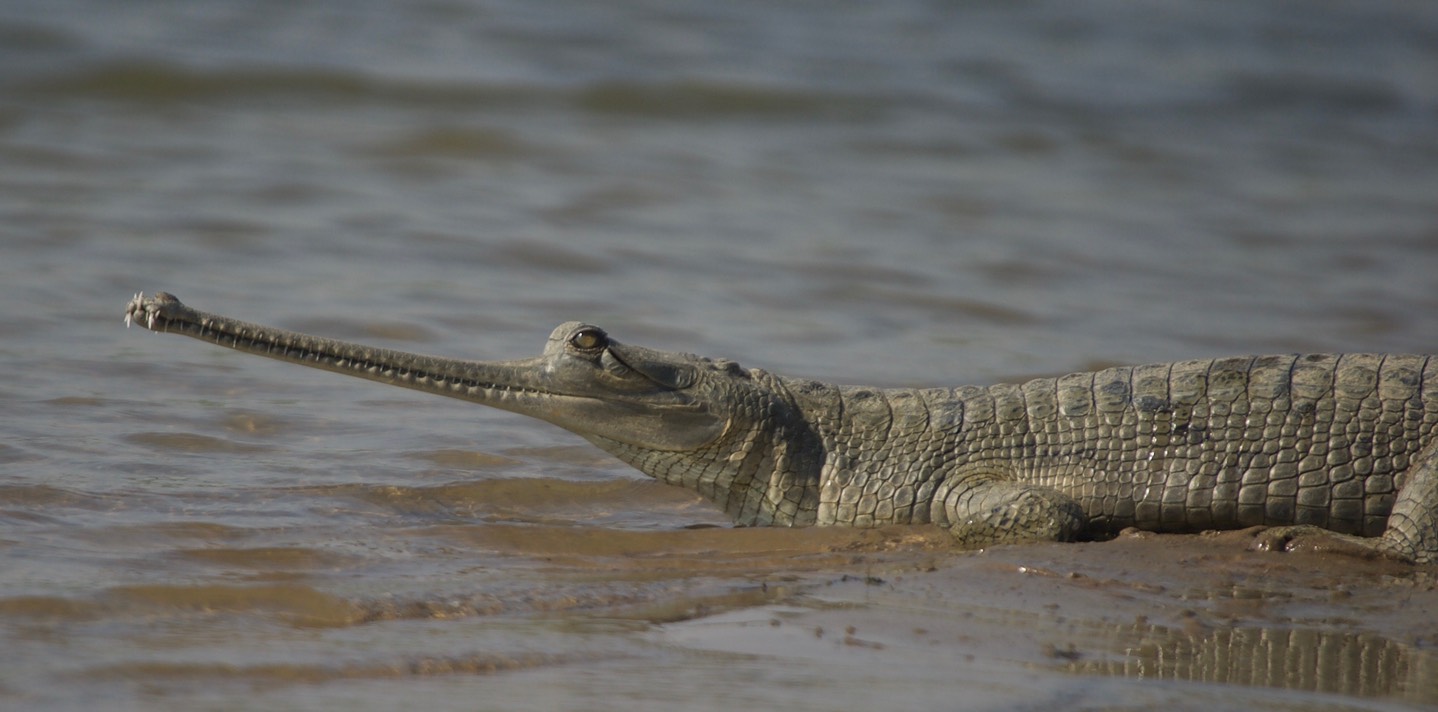 Gharial, Gavialis gangeticus2