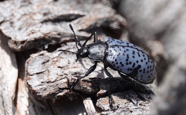 Gibber californicus, Blue Fungus Beetle