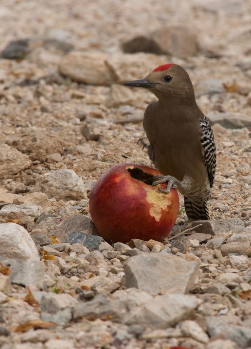 Gila Woodpecker, Melanerpes uropygialis