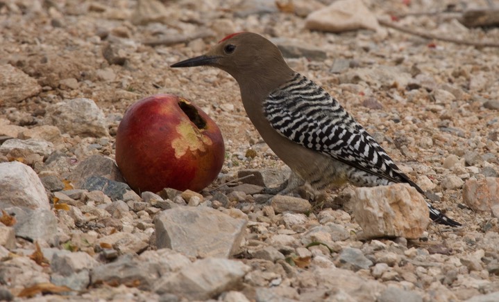 Gila Woodpecker, Melanerpes uropygialis2