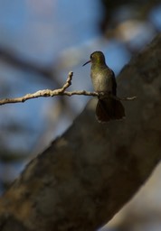 Gilded Hummingbird, Hylocharis chrysura2